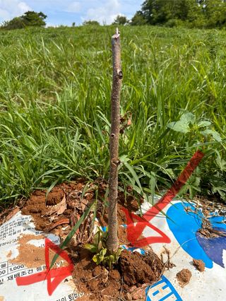 4륜구동경운기님의 감 · 영농일지 작성글 사진