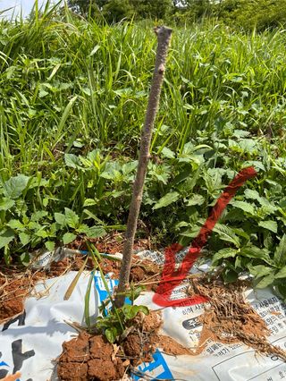 4륜구동경운기님의 감 · 영농일지 작성글 사진