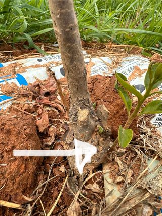 4륜구동경운기님의 감 · 영농일지 작성글 사진