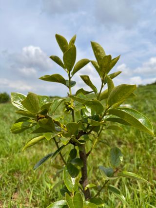 4륜구동경운기님의 감 · 영농일지 작성글 사진