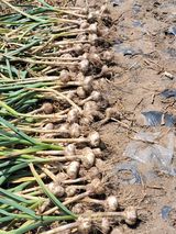 팜모닝 마늘·영농일지 게시글 이미지