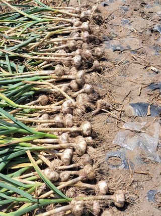 북극성짱님의 마늘 · 영농일지 작성글 사진