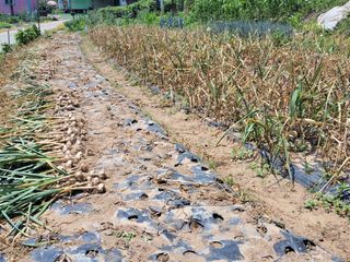 북극성짱님의 마늘 · 영농일지 작성글 사진