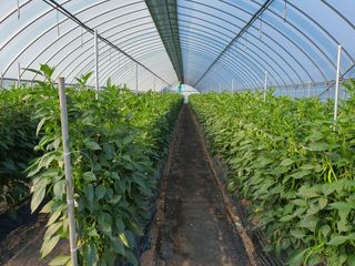 이상협님의 고추 · 영농일지 작성글 사진