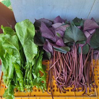 서녕영더기님의 고구마 · 영농일지 작성글 사진