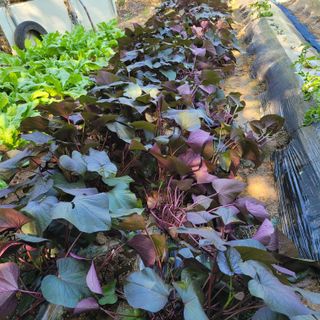 서녕영더기님의 고구마 · 영농일지 작성글 사진