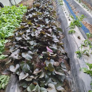 서녕영더기님의 고구마 · 영농일지 작성글 사진