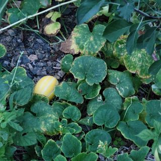 이은정님의 팜모닝 · 출석 작성글 사진