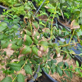 이은정님의 팜모닝 · 출석 작성글 사진