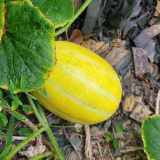 이은정님의 팜모닝 · 출석 작성글 사진