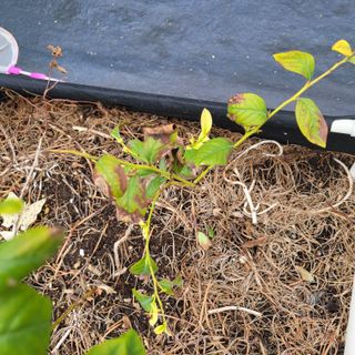 이은정님의 팜모닝 · 출석 작성글 사진