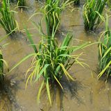 팜모닝 벼·병해충상담 게시글 이미지