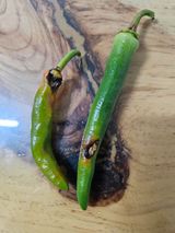 팜모닝 농사, 무엇이든 물어보세요!·참여글 게시글 이미지