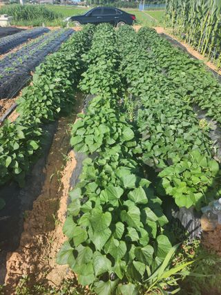 이영욱 님의 고구마 · 영농일지 작성글 사진