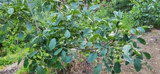 정의찬님의 기타작물 · 영농일지 작성글 사진