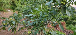 정의찬님의 기타작물 · 영농일지 작성글 사진