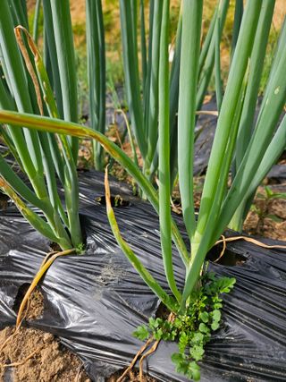 민민농원님의 파 · 병해충상담 작성글 사진