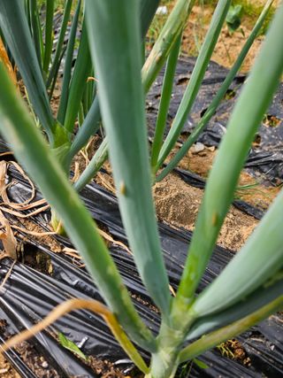 민민농원님의 파 · 병해충상담 작성글 사진