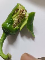 팜모닝 농사, 무엇이든 물어보세요!·참여글 게시글 이미지