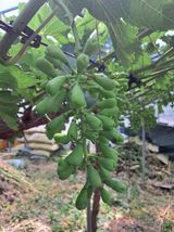 팜모닝 포도·영농일지 게시글 이미지