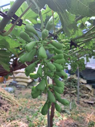 상주 한진학(달빛포님의 포도 · 영농일지 작성글 사진