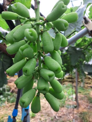 상주 한진학(달빛포님의 포도 · 영농일지 작성글 사진