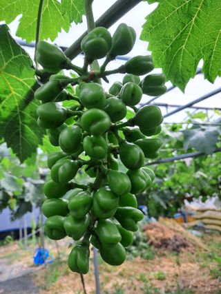 상주 한진학(달빛포님의 포도 · 영농일지 작성글 사진