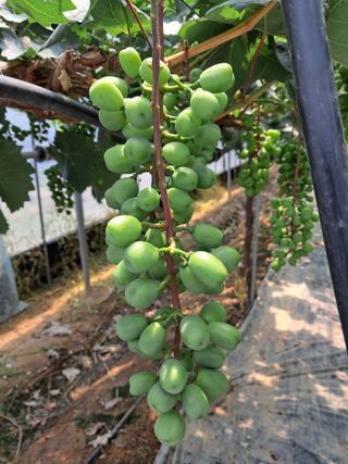 상주 한진학(달빛포님의 포도 · 영농일지 작성글 사진