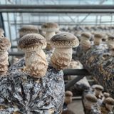 팜모닝 ☔️장마 대비 하셨나요?·참여글 게시글 이미지