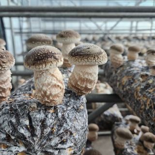 표고랑송이랑님의 ☔️장마 대비 하셨나요? · 참여글 작성글 사진