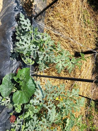 천지현황님의 기타작물 · 영농일지 작성글 사진