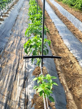 천지현황님의 고추 · 영농일지 작성글 사진