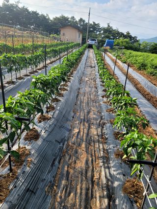 천지현황님의 고추 · 영농일지 작성글 사진
