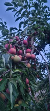 팜모닝 자두·영농일지 게시글 이미지