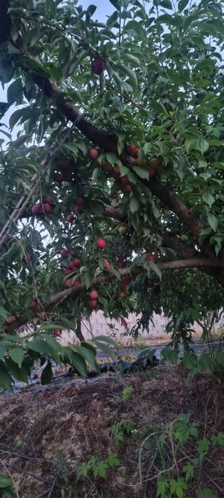 이창훈님의 자두 · 영농일지 작성글 사진