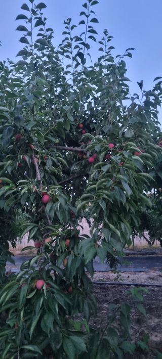 이창훈님의 자두 · 영농일지 작성글 사진