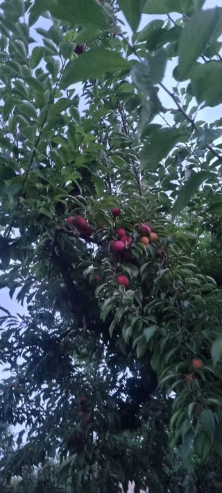 이창훈님의 자두 · 영농일지 작성글 사진