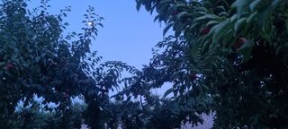 이창훈님의 자두 · 영농일지 작성글 사진