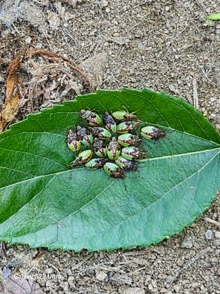 송운님의 포도 · 병해충상담 작성글 사진