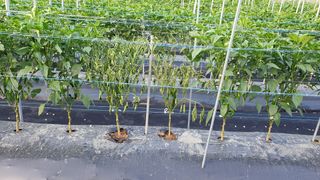 heon5486님의 고추 · 병해충상담 작성글 사진