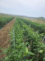 팜모닝 고추·영농일지 게시글 이미지