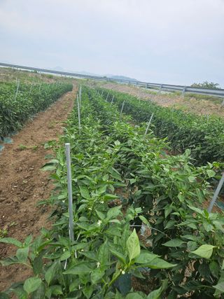 땅끝해남님의 고추 · 영농일지 작성글 사진