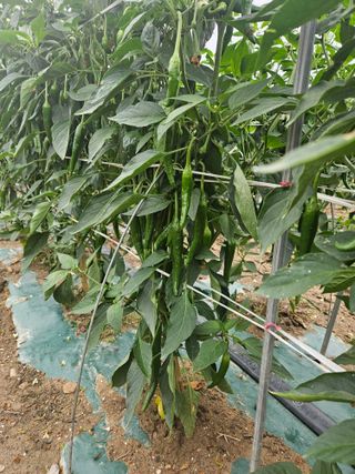 땅끝해남님의 고추 · 영농일지 작성글 사진