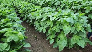 양은수님의 들깨 · 영농일지 작성글 사진