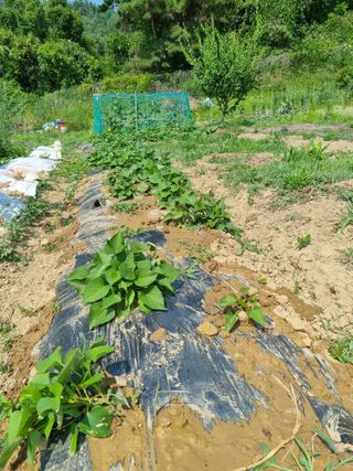 도담추쌍엽님의 고구마 · 영농일지 작성글 사진