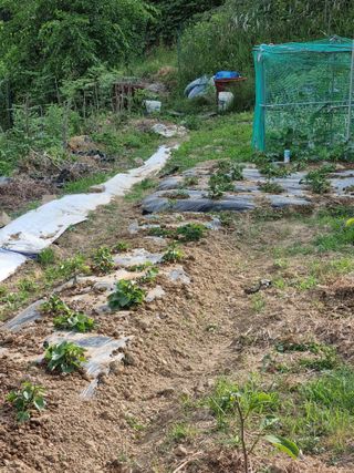 도담추쌍엽님의 고구마 · 영농일지 작성글 사진