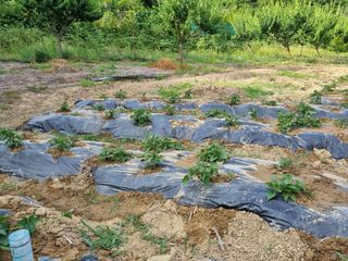 도담추쌍엽님의 고구마 · 영농일지 작성글 사진