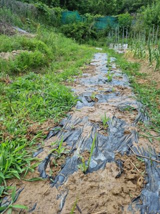 도담추쌍엽님의 고구마 · 영농일지 작성글 사진