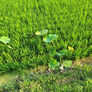 두레연님의 ☔️장마 대비 하셨나요? · 참여글 작성글 사진