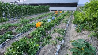 Luuna님의 감자 · 영농일지 작성글 사진